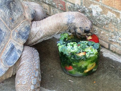 Keep your tortoise cool in the summer with this DIY Frozen Tortoise Treat - PetDIYs.com Tortoise Enrichment, Russian Tortoise Diet, Tortoise Food, Tortoise Enclosure, Tortoise Care, Russian Tortoise, Tortoise Habitat, Turtle Habitat, Desert Tortoise