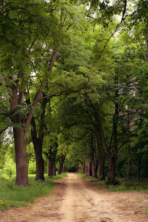 Forest Pathway, Hidden Forest, Weary Soul, Forest Sunset, Country Lane, Dark Tree, Country Walk, Scenic Roads, Wild Forest