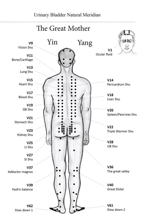 Urinary Bladder N. Meridian - ECAN International school of acupuncture - Learn Acupuncture in India. Next Course November 2016 Punkty Spustowe, Meridian Acupuncture, Traditional Chinese Medicine Acupuncture, Acupuncture Points Chart, Tcm Traditional Chinese Medicine, Urinary Bladder, Acupressure Therapy, Massage Therapy Techniques, Reflexology Chart