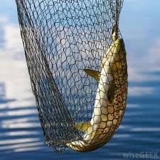 Fishing Net - Monofilament Fishing Nets Manufacturer from Nagpur Facts About Fish, Cast Nets, Yennefer Of Vengerberg, Fish Net, Salmon Fishing, Fishing Net, Sport Fishing, Fishing Equipment, Big Fish