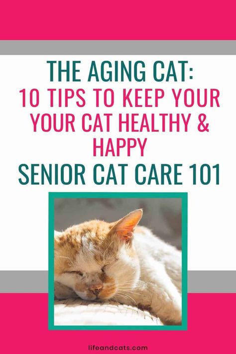 Senior Cat Care 101: 10 Tips for Keeping Your Feline Friend Happy and Healthy https://lifeandcats.com/senior-cat-care-101/ Senior Cat Care Tips, Senior Cat Care, Cat Ages, Older Cats, Pet Ideas, Cat Care Tips, Body Condition, Senior Cat, Dry Cat Food