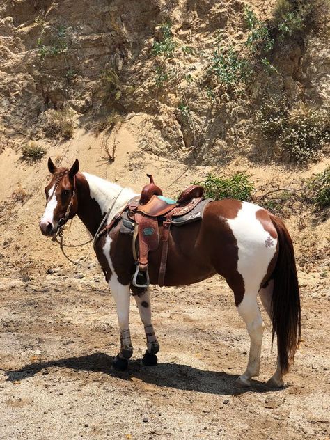 American Paint Horse, Pony Breeds, Pinto Horse, Barrel Racing Horses, Paint Horse, Horse Aesthetic, Western Riding, Most Beautiful Horses, Painted Pony