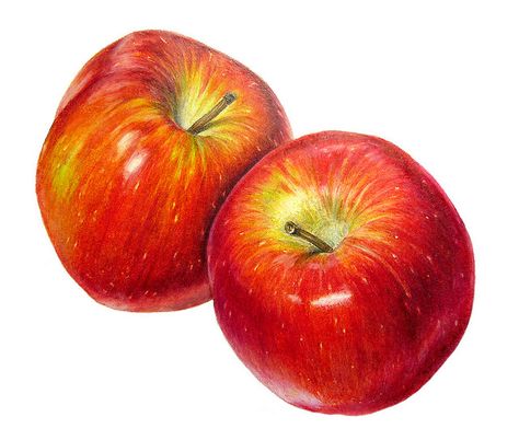 Braeburn Apples by Sigrid Frensen, via Flickr / Coloured pencil drawing (11 x 10 cm) on Fabriano Designo 5 Liscia paper. Colored Pencil Drawings, Fruits Drawing, Drawing Examples, Object Drawing, Watercolor Fruit, Pastel Pencils, Fruit Painting, Coloured Pencils, Still Life Art