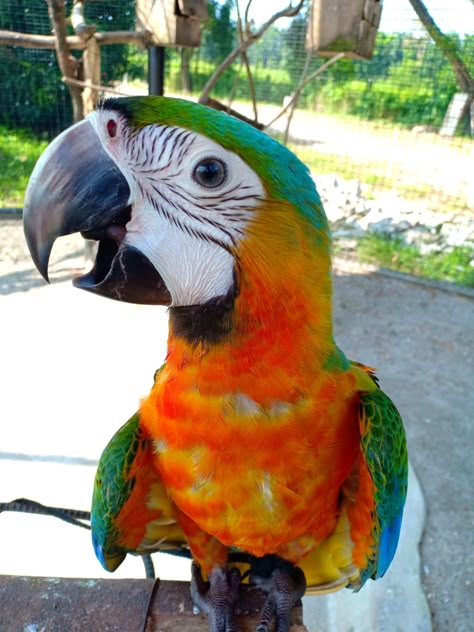 Macaw Parrot, Parakeets, Exotic Birds, Tropical Birds, Pretty Birds, Bird Toys, Birdy, Beautiful Birds, Pet Birds