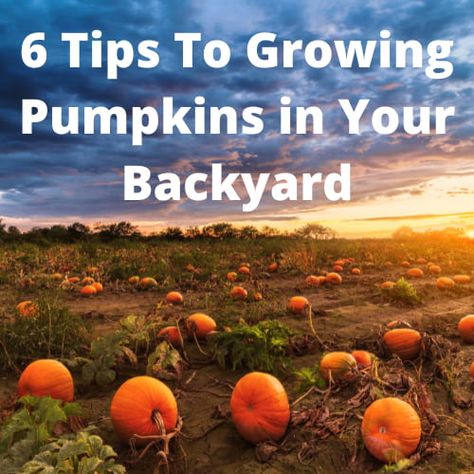 Planting Pumpkin Seeds, When To Plant Pumpkins, Cleaning And Organizing Hacks, Fresh Pumpkin Pie, Clean Your Bathroom, Pumpkin Field, Planting Pumpkins, Hacks And Tricks, Biggest Pumpkin