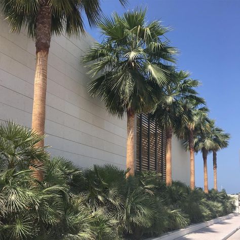 Palm Tree Hedge, Palm Tree Entrance, House Palm Tree Plants, Palm Landscaping Ideas, Palm Jumeirah Villa, Washingtonia Palm, Formal Landscape, Palm Trees Garden, Resort Ideas