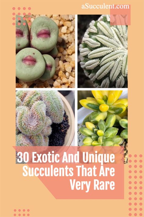 Rare Cactus And Succulents, Unusual Houseplants, Garden Chart, Plants Reference, Plant Decoration Ideas, Cactus Propagation, Unusual Succulents, Unique Succulents, Types Of Cactus Plants