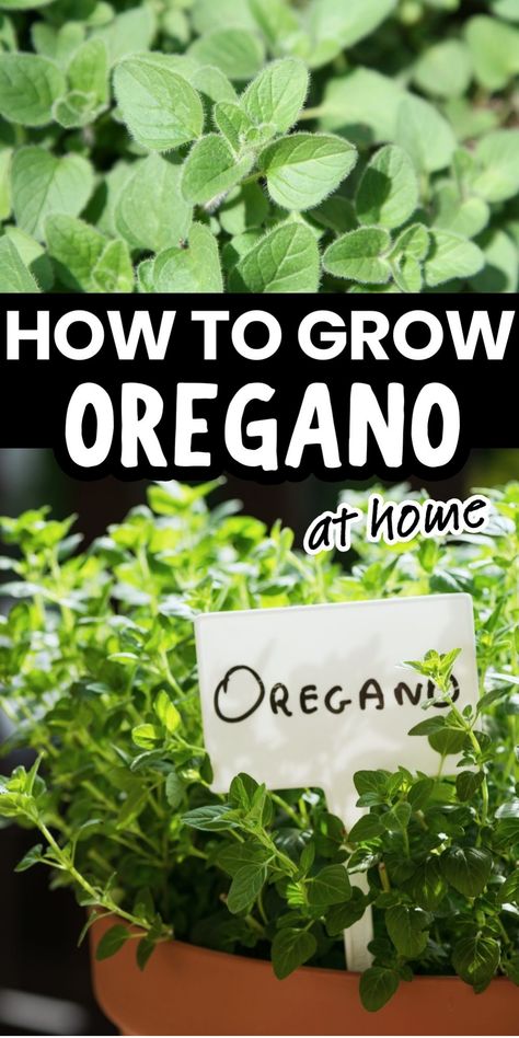 How to grow oregano at home, with images of oregano plants. How To Grow Oregano, Grow Oregano, Growing Oregano, Growing Chives, Oregano Plant, Easy Herbs To Grow, Herbs To Grow, Seed Starter Kit, Herb Gardens