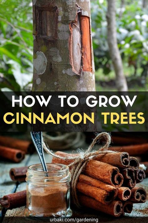 Grow Cinnamon, Cinnamon Plant, Food Forest Garden, Growing Fruit Trees, Veg Garden, Food Forest, Forest Garden, Home Vegetable Garden, Growing Fruit