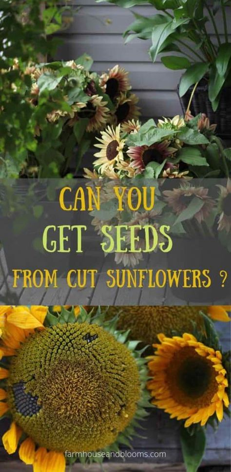 Planting Sunflower Seeds, Sunflower Seedlings, Harvesting Sunflower Seeds, Sunflower Heads, Grow Sunflowers, Types Of Sunflowers, Dried Sunflowers, Sunflower Leaves, Growing Sunflowers