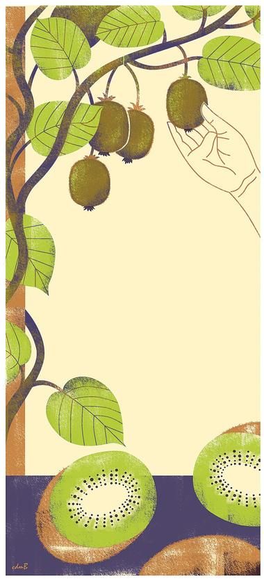 Growing Kiwi | Illustration by Cristina Martinez Byvik Kiwi Illustration, Growing Kiwi, Kiwi Vine, Kiwi Seeds, Yangtze River, California Garden, Gardening 101, Edible Landscaping, Fruit Seeds