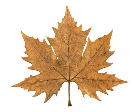 Autumn leaf of plane tree. High Resolution leaf of plane tree isolated on white #Sponsored , #PAID, #AD, #leaf, #tree, #isolated, #plane Plane Tree, Brown Decor, Autumn Leaf, Tree Leaves, Watercolor Inspiration, White Image, Maple Leaf Tattoo, Autumn Leaves, Photo Image