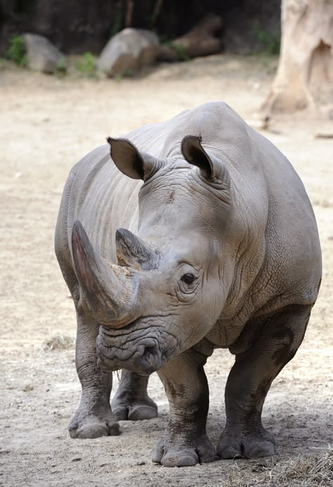 Stubby, the male white Rhino at the Maryland Zoo in Baltimore Rhino Facts, Rhino Species, Rhino Tattoo, Save The Rhino, Wild Animals Photography, Real Animals, Animal Aesthetic, Animal Print Wallpaper, Animals Photography