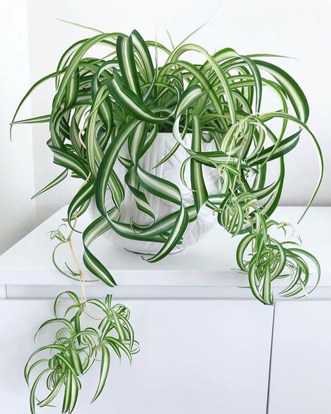 excited we've got some of these curly spider plants in our baby houseplant collection 🙌 // 📷 @jungle_in_the_desert Spider Plant Care, Air Purifying House Plants, Tanaman Indoor, Home Air Purifier, Bug Hotel, Spider Plant, Air Purifying Plants, Bathroom Plants, Decoration Plante