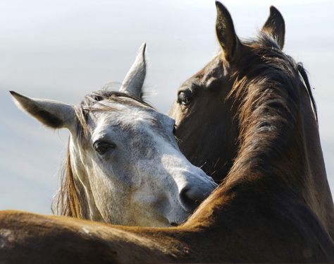 MY SPECIAL GUY Cai Sălbatici, Wired Magazine, Horse Wallpaper, Two Horses, All The Pretty Horses, Horse Crazy, Cute Horses, Horse Life, Horse Photos