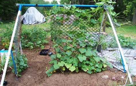 Vegetable Garden Trellis Ideas, Garden Trellis Designs, Vegetable Trellis, Garden Trellis Ideas, Pea Trellis, Fenced Vegetable Garden, Vegetable Garden Beds, Tomato Trellis, Raised Vegetable Gardens