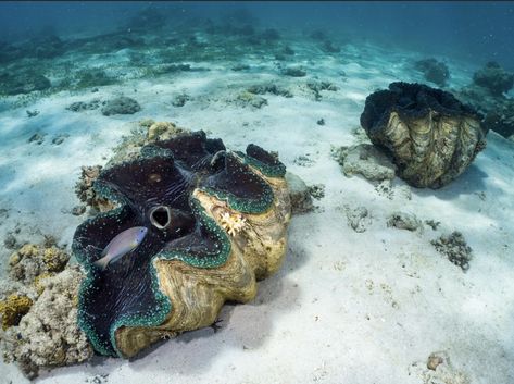 Giant clams, Agusan del Norte, Philippines. Photo credit: Scuba Caraga. Sea Clams, Giant Clam, Sea Animal, Pose Reference Photo, Booth Design, Underwater World, Sea Animals, Deep Sea, Marine Life