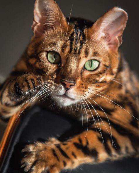 I’ve got my eye on you Toyger Kitten, Kitten Ideas, Sketches Nature, Bengal Cat Kitten, Toyger Cat, Most Popular Cat Breeds, Asian Leopard Cat, Popular Cat Breeds, Animal Aesthetic