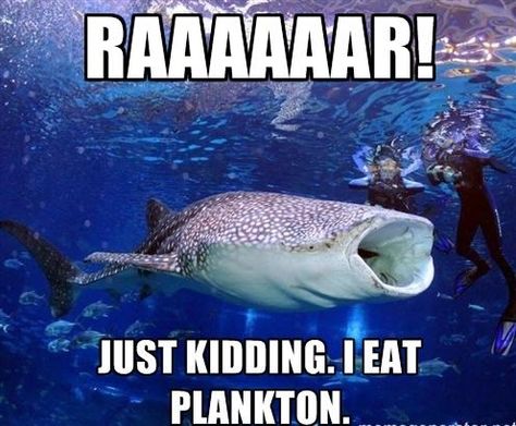 Shark Meme, Silly Sharks, Shark Stuff, Shark Funny, Shark Facts, Shark Pictures, Shark Bait, Whale Sharks, Georgia Aquarium