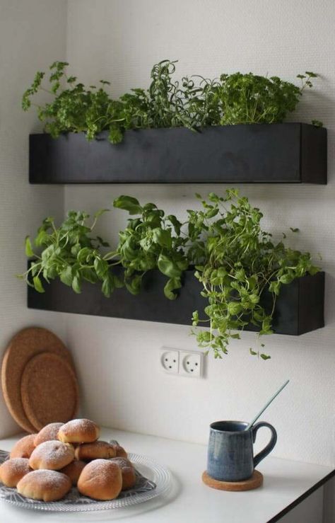 Kitchen Shelf Herb Garden #diy #herbgarden #herbs #garden #ideas #decorhomeideas Indoor Herb Garden Diy, Herb Diy, Growing Herbs Indoors, Herb Garden In Kitchen, Diy Herb Garden, Vertical Herb Garden, Kitchen Herbs, Ficus Elastica, Vertical Gardens