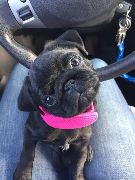 Pugs Cute, Baby Black Pug, Funny Pug Videos, Cute Pug Pictures, Black Pug Puppies, Baby Pugs, Black Pug, Pug Puppies, The Pug