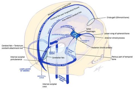 Medical Diagrams, Occipital Lobe, Sensory Nerves, Craniosacral Therapy, Basic Anatomy And Physiology, Carotid Artery, Cerebrospinal Fluid, Medical Anatomy, Body Scanning