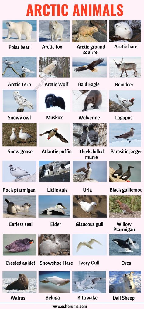 Arctic Animals: List of 32 Animals that Live in the Arctic with ESL Picture! - ESL Forums Arctic Animals Pictures, Arctic And Antarctic Animals, Antartica Animals, Antarctica Animals, Wild Animals List, Arctic Wildlife, Animal Types, Mammals Animals, Animals List