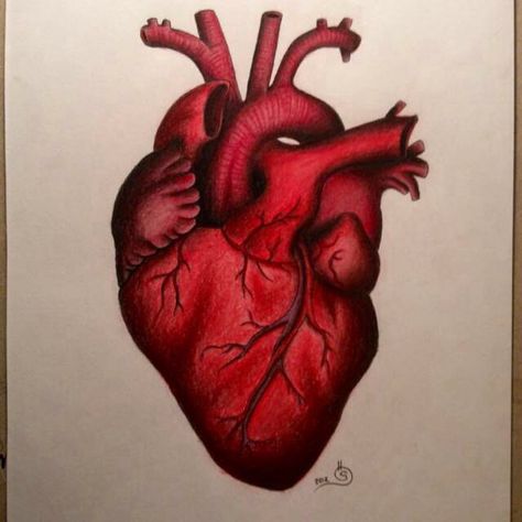 Anatomical Heart Tattoo Gemini Sign Tattoo, Anatomical Heart Drawing, Anatomical Tattoos, Human Heart Drawing, Anatomical Heart Art, Carpet Ideas 2023, Heart Drawings, Anatomical Heart Tattoo, Carpet Designs