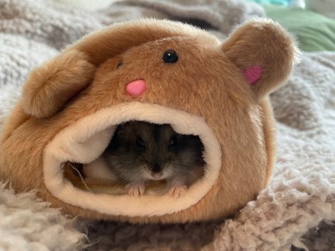 my hamster is so cute in his favorite little bear Little Bear, Chester, So Cute, Teddy Bear