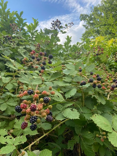 #berries #summer #trees #blueberries #blueberries #berry Blueberry Tree, Summer Trees, Blueberries, Berry, Trees, Instagram Photos, Photo And Video, Instagram Photo, Plants