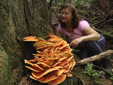 Chicken of the Woods Mushroom Identification | Chicken of the Woods-Pacific Northwest Chicken Of The Woods Mushroom, Cottagecore Cabin, Urban Foraging, Sustainable Homestead, Mushroom Identification, Central Washington, Chicken Of The Woods, Wild Onions, Homestead Ideas