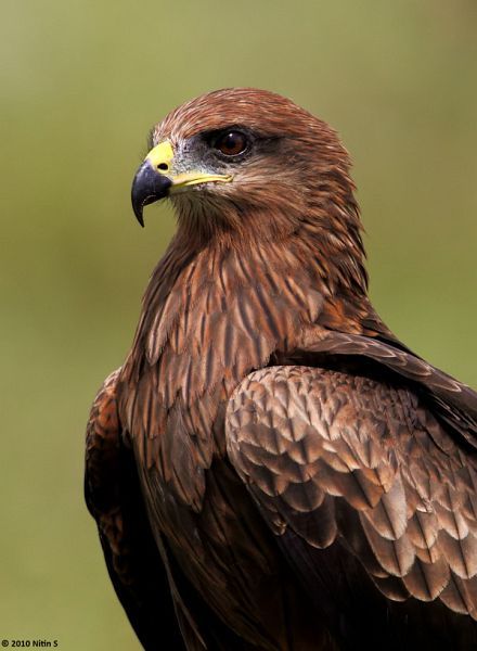 Brown Birds, Raptors Bird, Cairns Australia, Brown Bird, Bird Of Prey, Kinds Of Birds, Nature Birds, All Birds, Exotic Birds