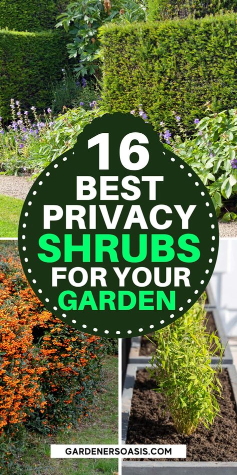 Looking for the best plants for your privacy hedge? These 16 evergreen plants are going to help you create a privacy from your neighbors. Privacy Hedges Fast Growing, Hedge Bushes, Privacy Shrubs, Fast Growing Privacy Shrubs, Plants For Planters, Fast Growing Shrubs, Shrubs For Privacy, Fast Growing Evergreens, Leyland Cypress