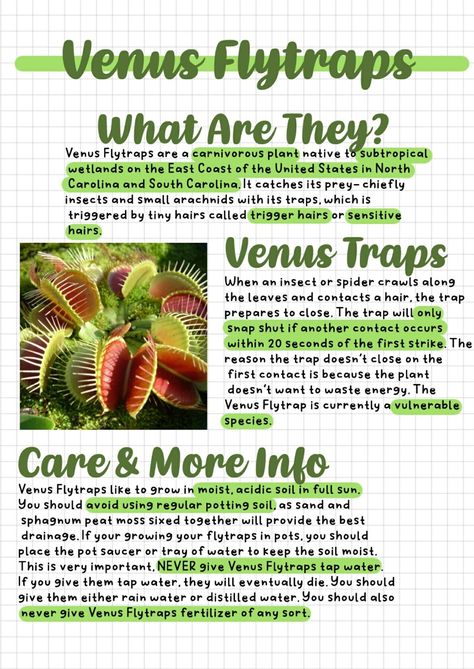 Venus Fly Trap Care Tips, Venus Flytrap Aesthetic, Herbology Notes, Valencia Core, Venus Flytrap Care, Preppy Plants, Venus Fly Trap Tattoo, Flytrap Plant, Fly Trap Plant