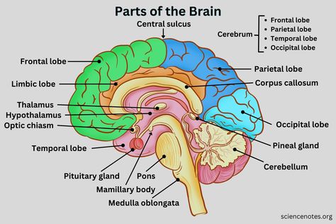 Pons Brain Anatomy, Brain Functions Diagram, Parts Of The Brain And Its Function, Brain Labelled Diagram, Brain Science Project, Part Of The Brain, Labelled Diagram Of Brain, Parts Of The Brain And Function, Brain Labeled Diagram