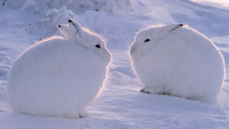 Arctic Hare, Snow Animals, Arctic Tundra, Snow Bunnies, Arctic Animals, Arctic Fox, Silly Animals, Cute Bunny, Guinea Pigs