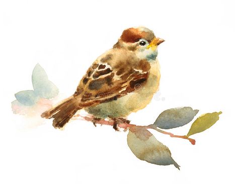 Baby Sparrow, Bird Sitting, Bird Watercolor Paintings, Drawing Hair, Art Aquarelle, Watercolor Painting Techniques, 수채화 그림, Art Et Illustration, Bird Drawings