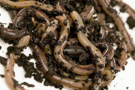 Red wigglers (Eisenia foetida) are one of the most popular worms to use in composting systems. In part, this is due to their rapid reproduction rate. Worm Beds, Night Crawlers, Red Wiggler Worms, Make Compost, Red Wigglers, Worm Bin, Vegetable Scraps, Red Worms, Kitchen Scraps