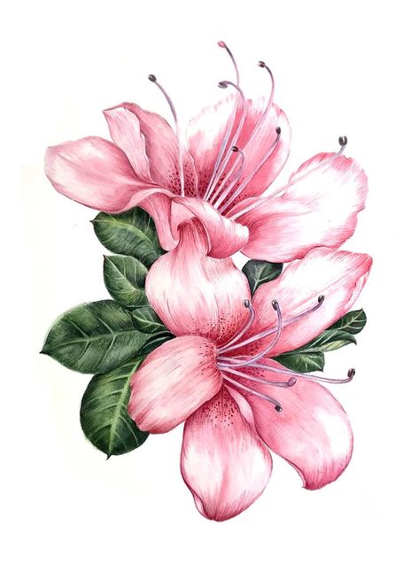 Azalea Flower, Beautiful Flower Drawings, Art Watercolor Painting, Watercolor Flower Art, Flower Art Images, 수채화 그림, Watercolor Flowers Paintings, Photorealism, Flower Art Painting