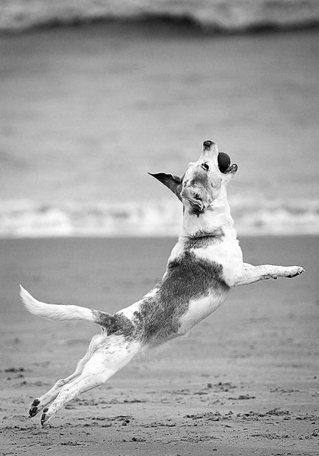 poetry in motion by buzz hayes, via Flickr Animals In Motion, In Motion Photography, Motion Photography, Animal References, Dog Hacks, Dog Beach, Bw Photo, Art Materials, At The Beach