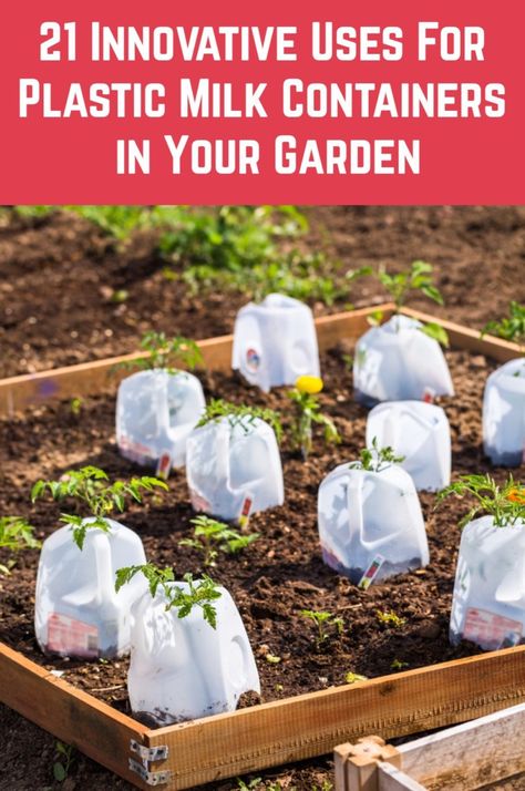 Don't simply recycle your plastic milk containers. They can be used in so many brilliant ways in the garden. Recycled Container Garden Ideas, Gallon Jug Ideas, Milk Carton Garden, Using Plastic Bottles In The Garden, Primitive Garden Ideas, Milk Jugs Garden, Gardening Beginners, Recycle Bottles, Garden Diy Hacks