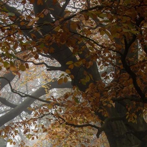 Fall Sky Aesthetic, Woodlands Aesthetic, Romanticise Autumn, Seasons Aesthetic, Trees Aesthetic, Carving Pumpkins, Pumpkin Carvings, Fall Photography, Over The Garden Wall