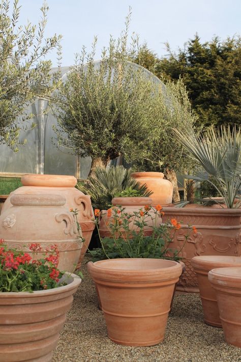 Teracota Pot Plant, Flowers In Terracotta Pots, Mediterranean Pots, Outdoor Pot Plants, Italian Courtyard Garden, Italian Plants, Italian Terracotta Pots, Tuscan Terracotta, Italian Terra Cotta Pots