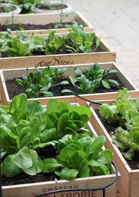 DO IT YOURSELF > Small Space Vegetable Garden. Create your own portable garden anywhere - whether you live in a condo, or single family home, these gardens are easy to maintain and healthy! Wine Box Garden, Portable Garden, Plants Growing, Wine Crate, Vegetable Garden Design, Small Space Gardening, Garden Boxes, Veggie Garden, Growing Food