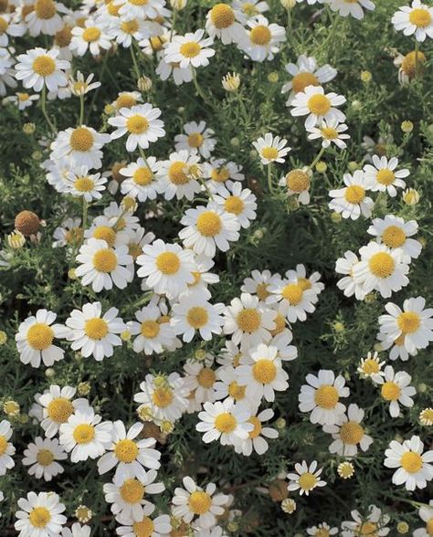 Flower Dictionary, Boquette Flowers, Flower Meanings, Victorian Flowers, Nothing But Flowers, Flower Therapy, Chamomile Flowers, Flowers Nature, Flower Pictures