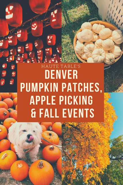 Denver's Best Fall Activities & Events 2021 Celebrate the season by picking apples, choosing pumpkins, going on fall drives, walking through groves of golden leaves and snacking on cinnamon goodies. #Denver #DenverFall #DenverPumpkinPatch #DenverApplePicking #DenverFallEvent #ColoradoFall Fall In Denver Colorado, Denver In The Fall, Autumnal Activities, Denver Things To Do, Weekend In Denver, Denver Activities, Apple Picking Fall, Fall Foilage, Fall Hikes