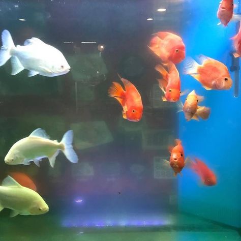 Fotografi Vintage, Goldfish, Photo Dump, Fish Tank, Wall Collage, Pretty Pictures, Aesthetic Art, Koi, The Ocean