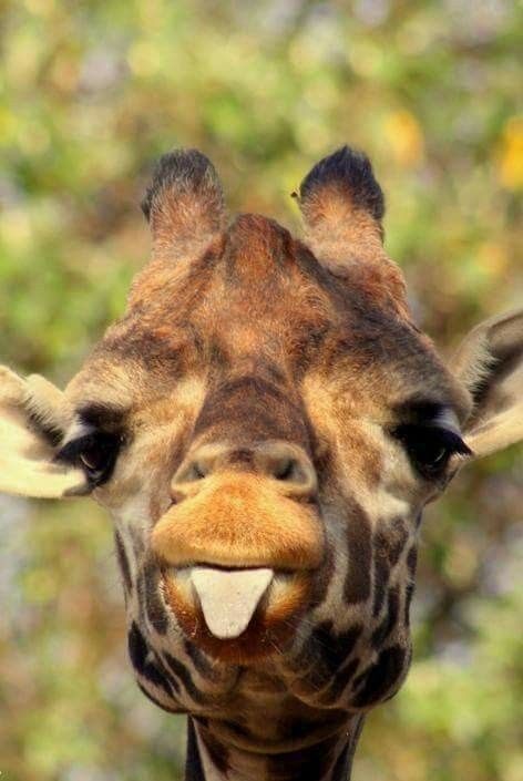 So much fun. Giraffe Pictures, A Giraffe, Cute Giraffe, Baby Giraffe, Cute Animal Pictures, Sweet Animals, Animal Planet, Funny Animal Pictures, Animal Photo