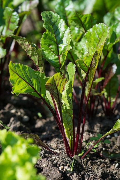 Beet Plant, Growing Beets, Succession Planting, Vegetable Garden Ideas, Fall Gardening, Beet Greens, Future Garden, Organic Soil, Food At Home