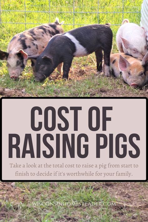 Pig Shelter, Pastured Pigs, Raising Livestock, Homestead Animals, Homesteading Animals, Raising Pigs, Pig Breeds, Poultry Farming, Modern Homestead